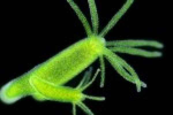 Почему не получается зайти на кракен