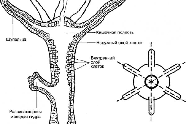 Kraken 12at зеркало