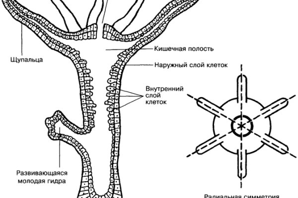 Кракен маркет даркнет только через торг