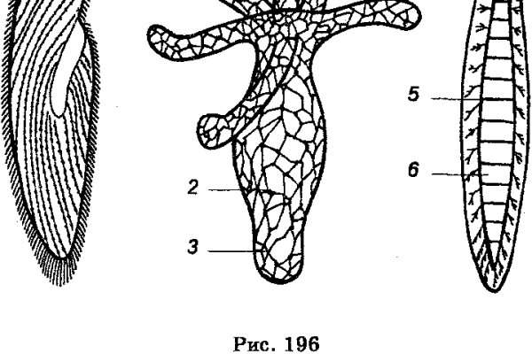 Kra31.at